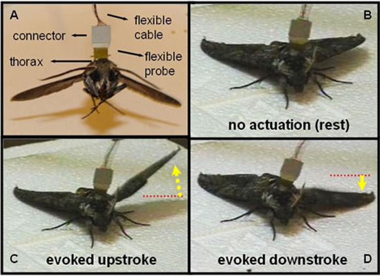 File:Cyborg-moth.jpg