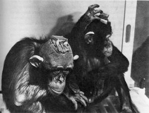 File:Delgado-monkey-brain-chips.jpg