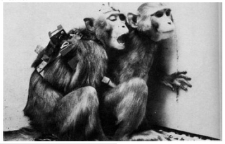 File:Joeseph-delgado-mind-control-chimps.png