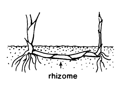 File:Rhizome.jpg