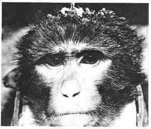File:Mind-control-monkey-joeseph-delgado.jpg